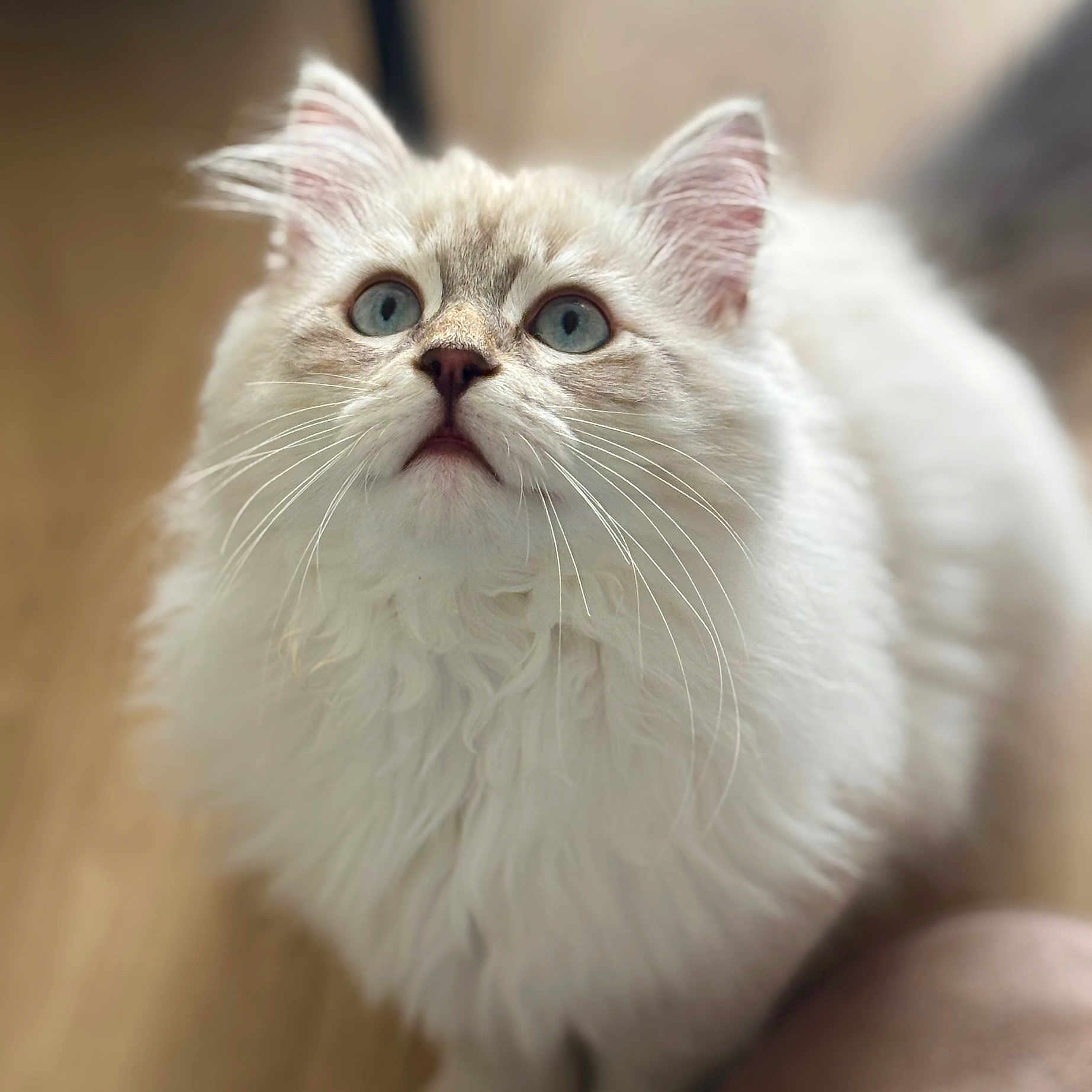 Willow a rejoint le concours — aidez-le/la à gagner de superbes lots ! abyssinian, angora, animal, cat, kitten, manx, pet, siamese, snout, white