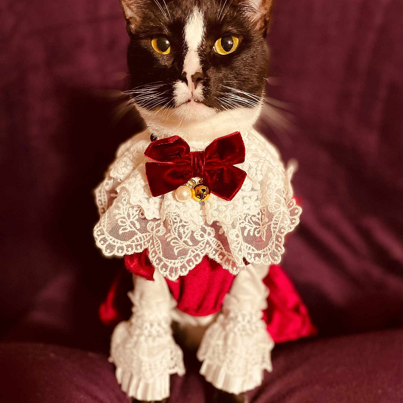 Stevie is registered to the contest to win money with this photo: accessories, animal, bowtie, cat, clothing, doll, dress, face, flower, formalwear, head, kitten, manx, person, pet, photography, plant, portrait, tie, toy