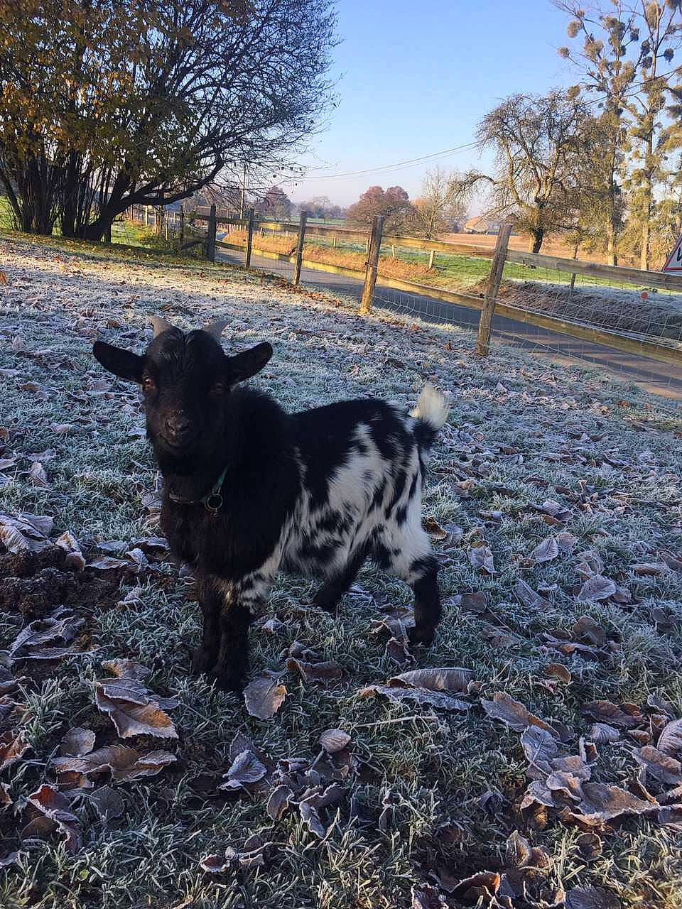 Boumba a rejoint le concours — aidez-le/la à gagner de superbes lots ! bovine, calf, canidae, cow_goat_family, dog_breed, goats, livestock, mammal, sporting_group, tree, vertebrate