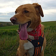Raid a rejoint le concours — aidez-le/la à gagner de superbes lots ! dog, canine, animal, pet, outdoor, grass, red_bandana, harness, tongue_out, field, cloudy_sky, nature, sitting, muzzle, ears, happy, brown_fur, white_paws, collar, tag