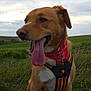 dog, canine, animal, pet, outdoor, grass, red_bandana, harness, tongue_out, field, cloudy_sky, nature, sitting, muzzle, ears, happy, brown_fur, white_paws, collar, tag