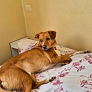 Raid participe au concours pour gagner de l'argent avec cette photo : bed, bedding, brown_dog, canine, collar, comfort, dog, ears, floral_pattern, fur, home, indoor, light_switch, looking_back, paw, pet, resting, snout, tail, wall