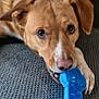 Raid a rejoint le concours — aidez-le/la à gagner de superbes lots ! animal, blue_toy, brown_dog, canine, chew_toy, close_up, companion, cute, dog, focused_eyes, fur, home, indoor, lying_down, paw, pet, playful, snout, texture, toy
