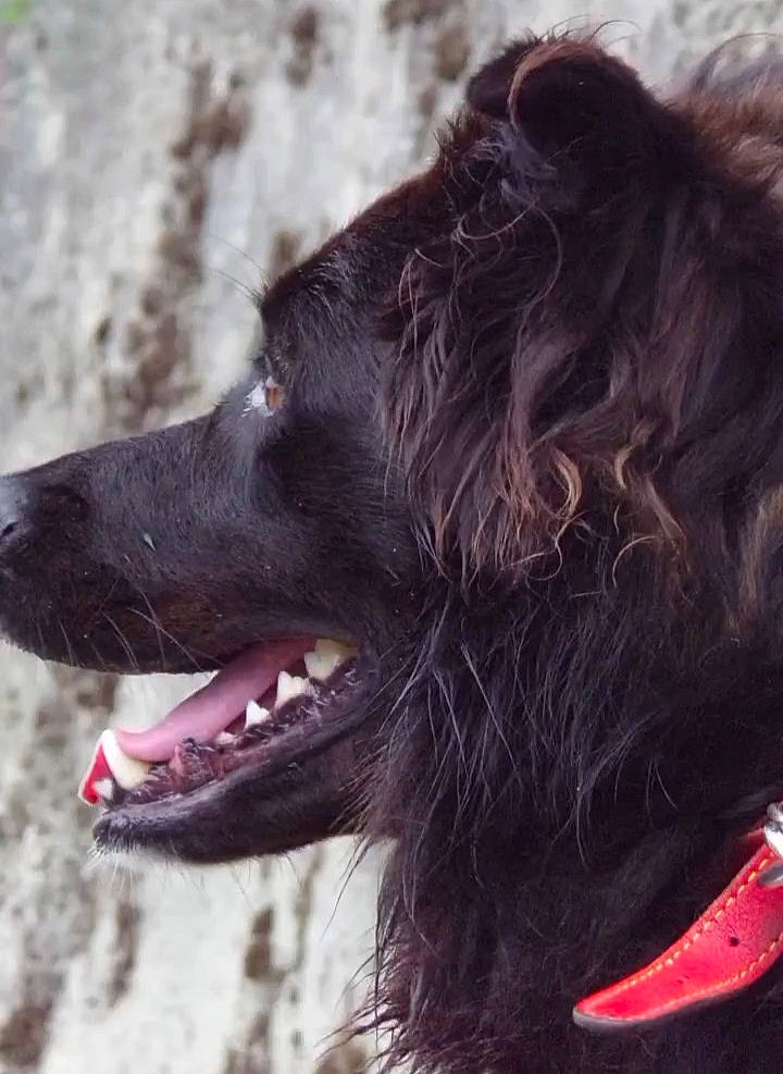 Speed participe au concours pour gagner de l'argent avec cette photo : canidae, carnivore, collar, companion_dog, dog, dog_breed, dog_collar, fang, fur, giant_dog_breed, gun_dog, happy, jaw, liver, smile, snout, spaniel, sporting_group, whiskers, working_animal