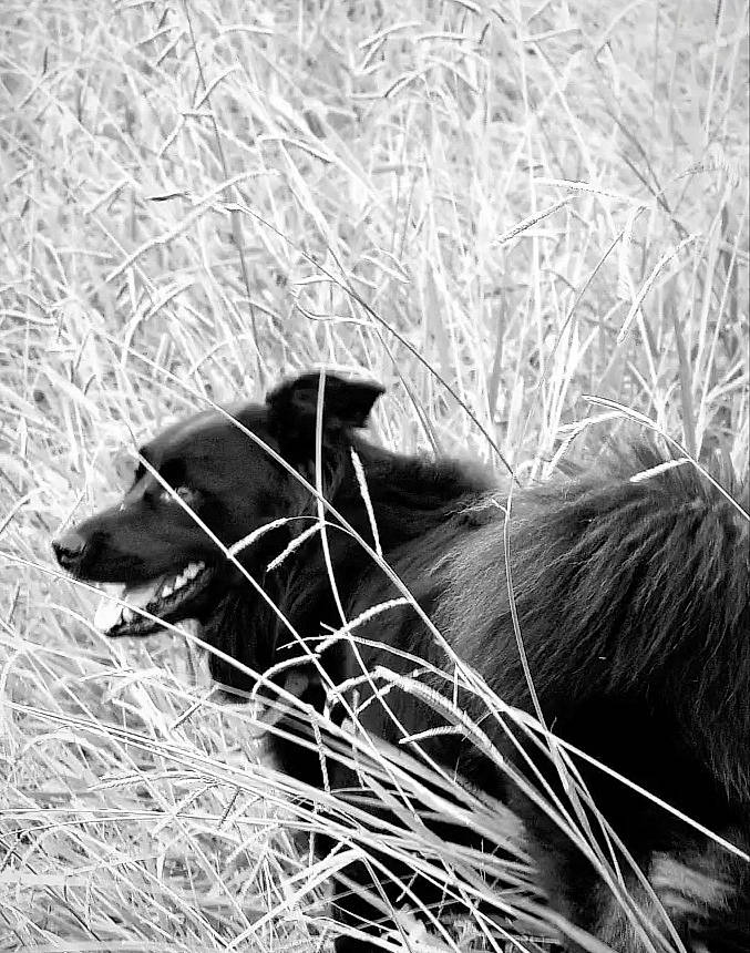 Speed a rejoint le concours — aidez-le/la à gagner de superbes lots ! canidae, carnivore, companion_dog, dog, dog_breed, fur, grass, monochrome, monochrome_photography, plant, snout, sporting_group, tail, terrestrial_animal, tints_and_shades, whiskers, wildlife, working_animal