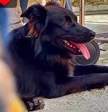 Speed a rejoint le concours — aidez-le/la à gagner de superbes lots ! canidae, carnivore, collar, companion_dog, dog, dog_breed, dog_collar, fang, fur, paw, snout, sporting_group, whiskers, working_animal, working_dog