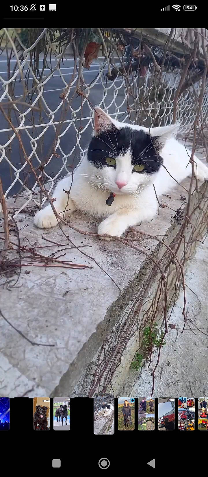 Simba a rejoint le concours — aidez-le/la à gagner de superbes lots ! carnivore, cat, domestic_short_haired_cat, felidae, fence, fur, grass, mammal, mesh, metal, paw, plant, small_to_medium_sized_cats, tail, tree, twig, whiskers, winter, wire_fencing, wood