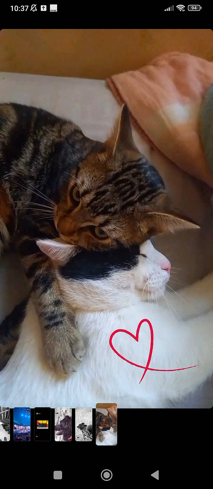 Rider participe au concours pour gagner de l'argent avec cette photo : carmine, carnivore, cat, claw, comfort, domestic_short_haired_cat, felidae, fur, nap, paw, small_to_medium_sized_cats, snout, tail, terrestrial_animal, whiskers