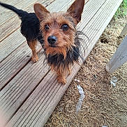 Fripon a rejoint le concours — aidez-le/la à gagner de superbes lots ! dog, small_dog, wooden_deck, outdoor, pet, brown_fur, black_fur, curious, looking_up, ears_up, animal, paw, grass, footwear, sandal, person, scruffy, close_up, daylight, nature