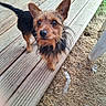 dog, small_dog, wooden_deck, outdoor, pet, brown_fur, black_fur, curious, looking_up, ears_up, animal, paw, grass, footwear, sandal, person, scruffy, close_up, daylight, nature