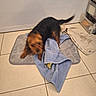 dog, blur, towel, mat, tile_floor, indoor, pet, brown_and_black, movement, wet, floor, home, small_dog, playful, furniture, storage_drawer, animal, paw, tail, domestic
