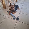 Fripon a rejoint le concours — aidez-le/la à gagner de superbes lots ! dog, toy, rope_toy, floor, tile_floor, indoor, furniture, chair_legs, pet, small_dog, brown_dog, black_and_brown, animal, canine, playful, laying_down, looking_at_camera, fur, ears, home