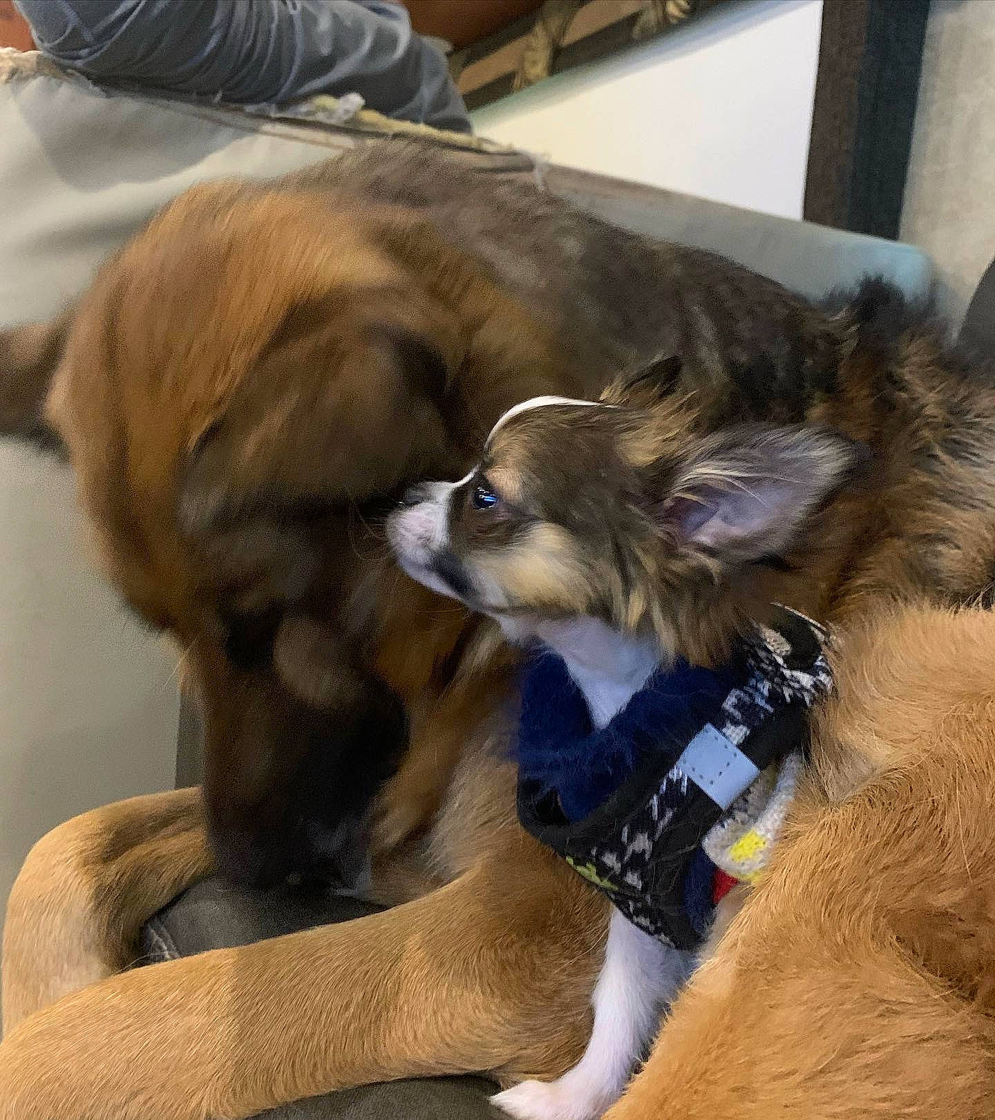 Speck is registered to the contest to win money with this photo: canidae, carnivore, collar, companion_dog, dog, dog_breed, dog_collar, dog_supply, fashion_accessory, fawn, fur, liver, pet_supply, plant, snout, spaniel, sporting_group, toy_dog, working_animal, working_dog