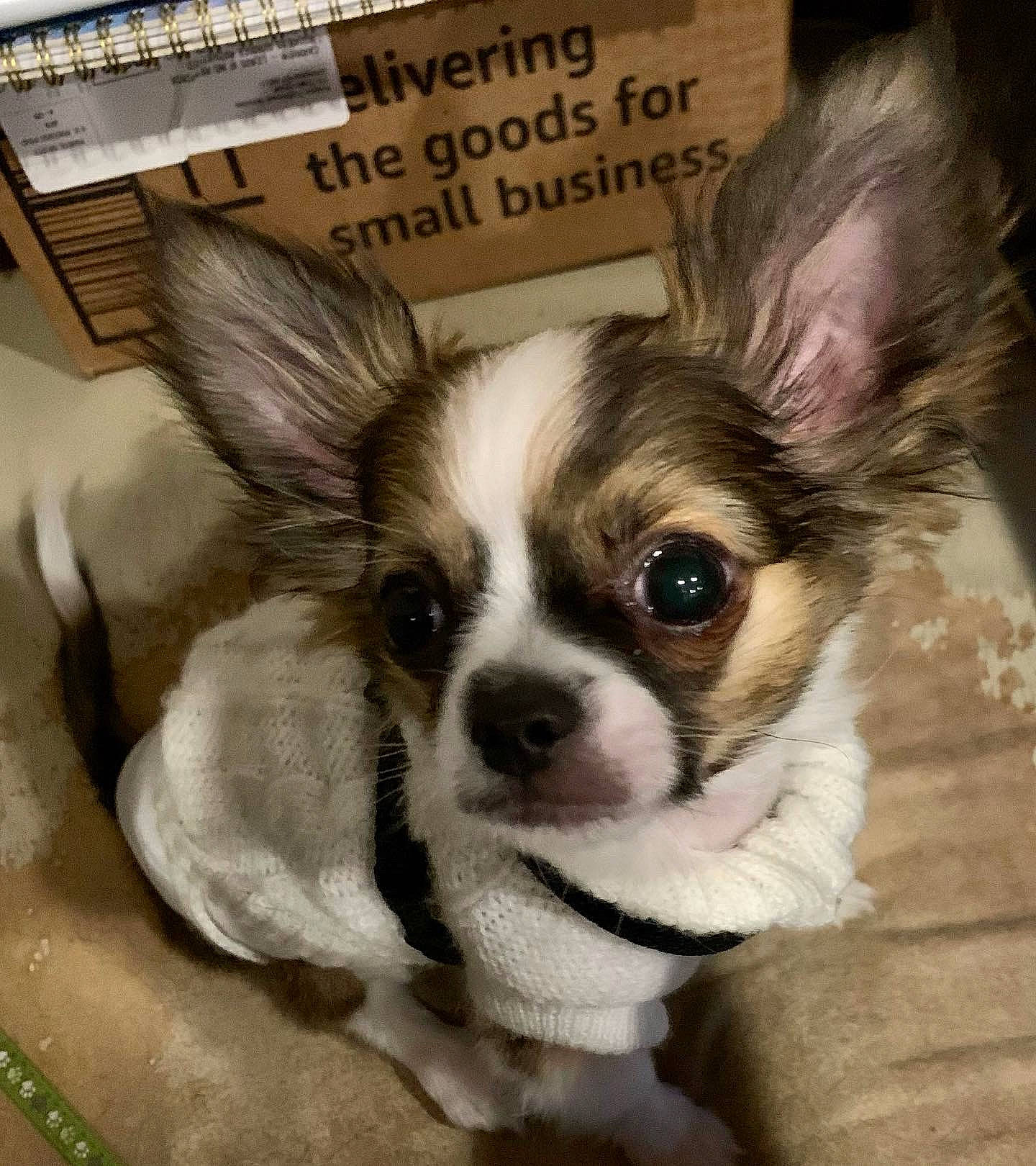 Speck is registered to the contest to win money with this photo: canidae, carnivore, chihuahua, companion_dog, corgi_chihuahua, dog, dog_breed, dog_supply, ear, fawn, fur, mammal, publication, russkiy_toy, snout, sporting_group, terrestrial_animal, toy_dog, vertebrate, whiskers