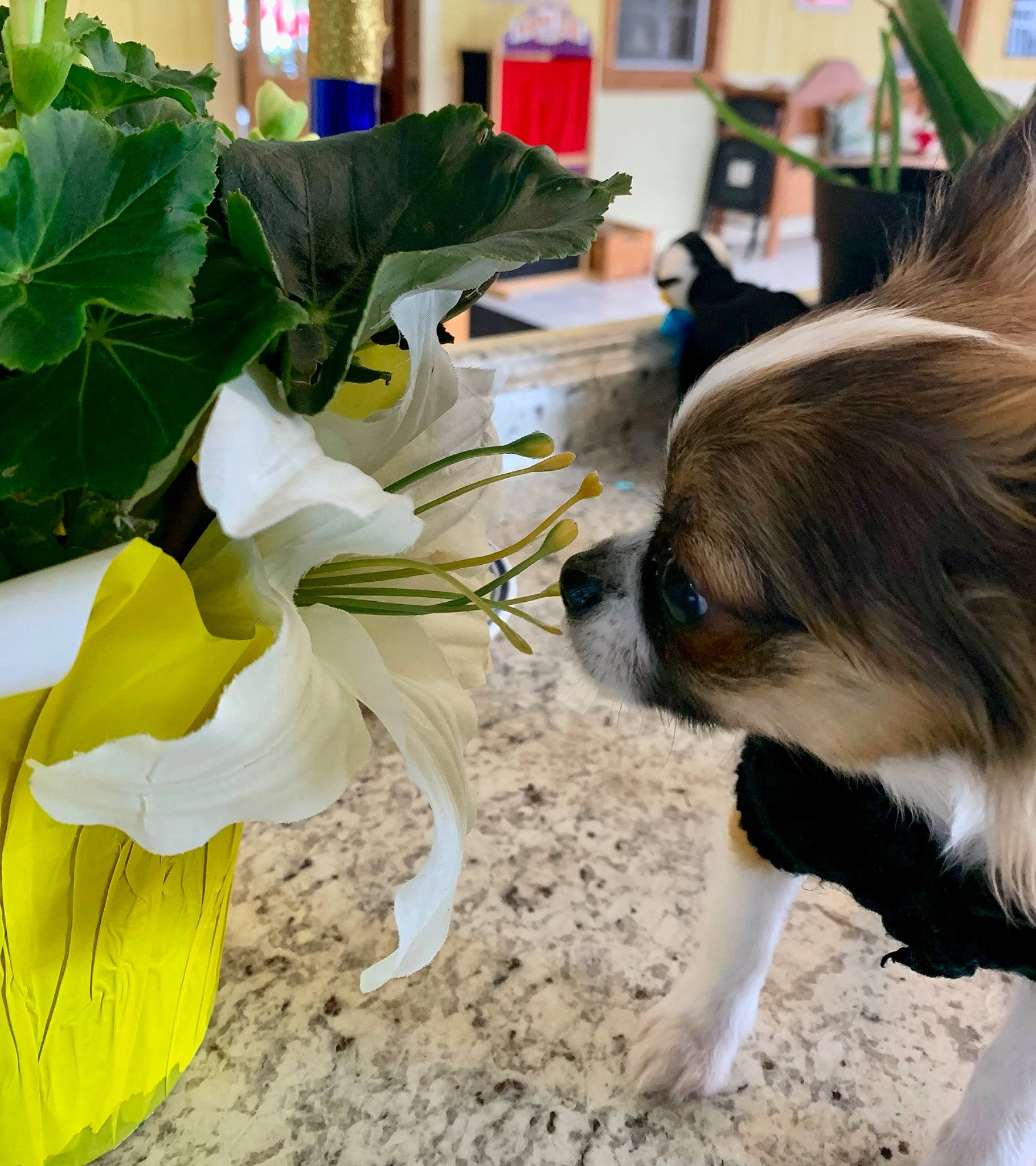 Speck is registered to the contest to win money with this photo: canidae, carnivore, companion_dog, cut_flowers, dog, dog_breed, fashion_accessory, fawn, floristry, flower, flower_arranging, flowering_plant, fur, herbaceous_plant, petal, plant, sporting_group, tail, toy_dog, working_animal