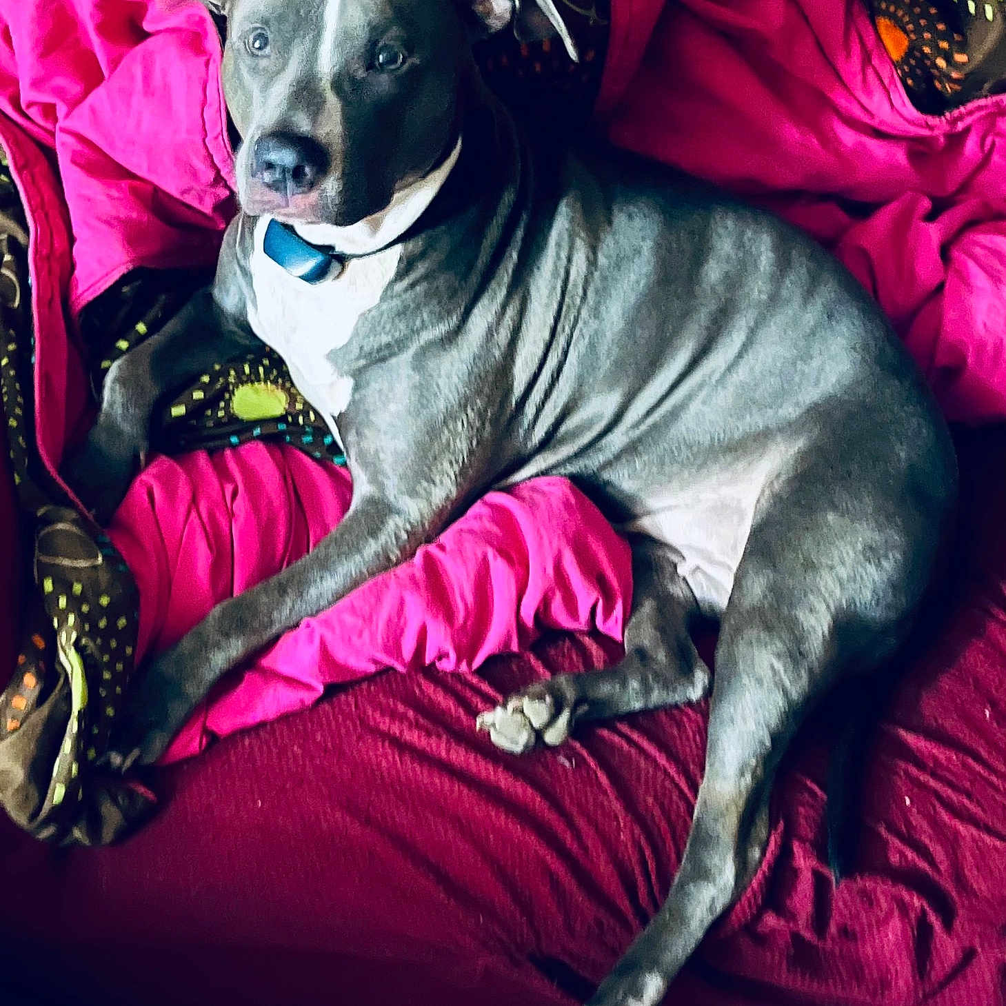 Blue joined the competition — help win amazing prizes! animal, beanbag, bed, bedroom, blanket, bulldog, canine, cat, couch, cushion, dog, furniture, homedecor, indoors, person, pet, pillow, pitbull, puppy, sleeping