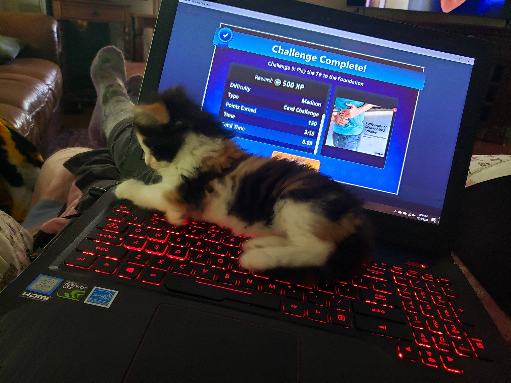 Claire joined the competition — help win amazing prizes! carnivore, cat, computer, computer_keyboard, computer_monitor, desktop_computer, display_device, electronic_device, felidae, flat_panel_display, fur, gadget, kitten, lap, laptop, paw, personal_computer, small_to_medium_sized_cats, technology, whiskers