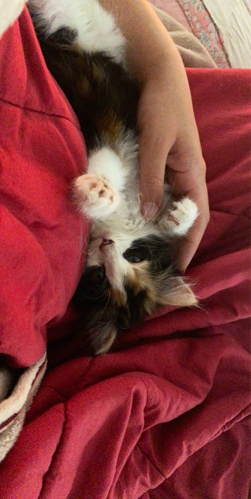 Claire joined the competition — help win amazing prizes! carnivore, cat, claw, domestic_long_haired_cat, felidae, fur, kitten, mammal, munchkin, norwegian_forest_cat, paw, polydactyl_cat, ragamuffin, ragdoll, small_to_medium_sized_cats, whiskers