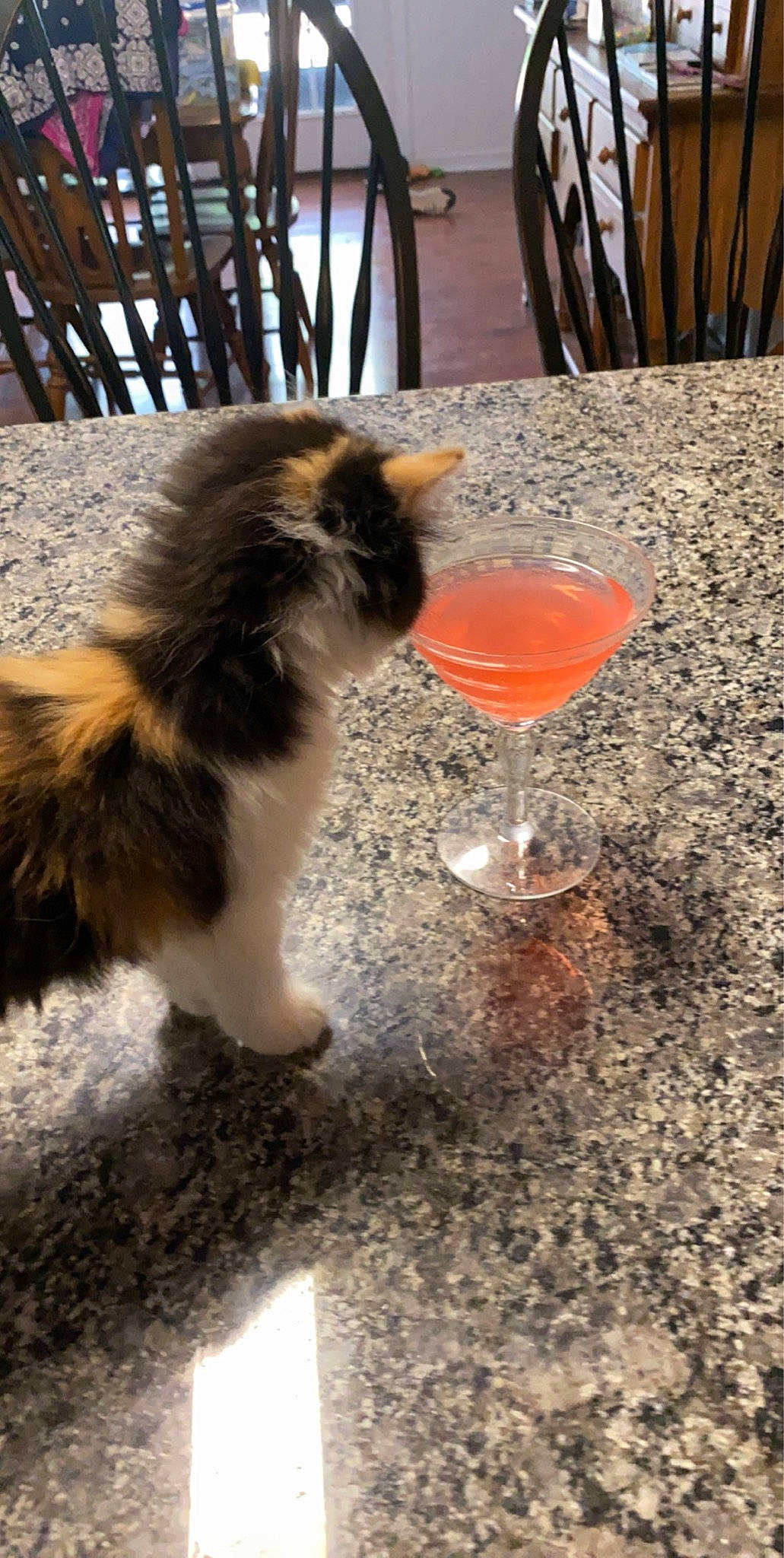 Claire is registered to the contest to win money with this photo: canidae, carnivore, cat, dog_breed, fawn, felidae, kitten, norwegian_forest_cat, persian, small_to_medium_sized_cats, tail