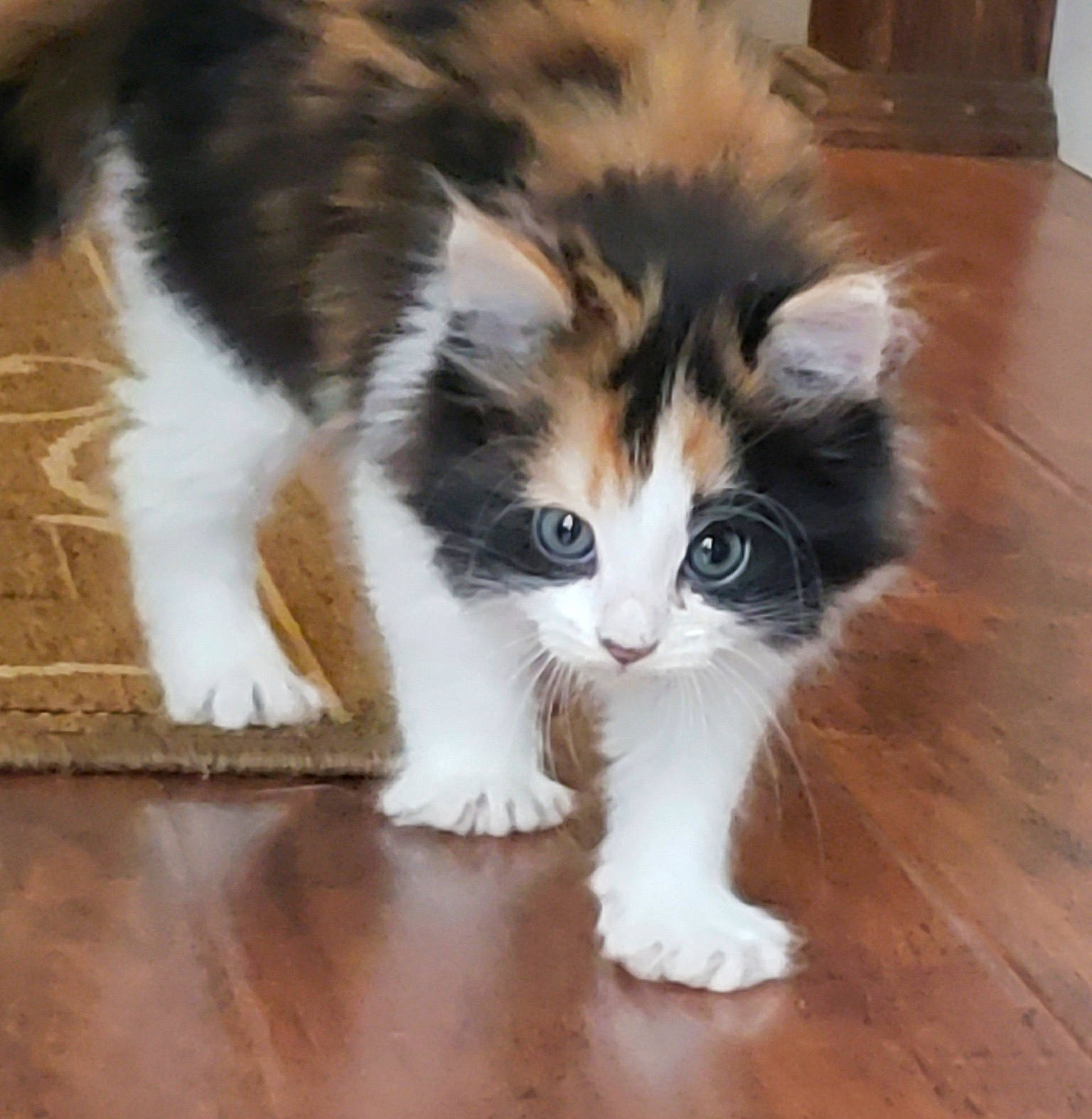 Claire joined the competition — help win amazing prizes! aegean_cat, american_curl, carnivore, cat, cymric, domestic_long_haired_cat, domestic_short_haired_cat, eye, felidae, fur, kitten, mammal, norwegian_forest_cat, polydactyl_cat, ragamuffin, small_to_medium_sized_cats, snout, tail, vertebrate, whiskers