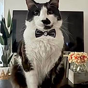 Merlot joined the competition — help win amazing prizes! cat, black_and_white, bow_tie, sitting, table, indoor, plant, television, flowers, vase, living_room, feline, pet, cute, fur, whiskers, domestic_animal, portrait, decor, houseplant