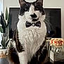 cat, black_and_white, bow_tie, sitting, table, indoor, plant, television, flowers, vase, living_room, feline, pet, cute, fur, whiskers, domestic_animal, portrait, decor, houseplant