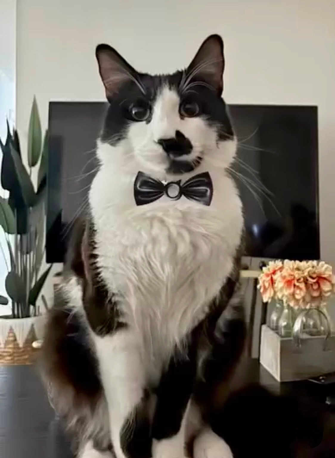 Merlot joined the competition — help win amazing prizes! cat, black_and_white, bow_tie, sitting, table, indoor, plant, television, flowers, vase, living_room, feline, pet, cute, fur, whiskers, domestic_animal, portrait, decor, houseplant