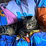 cat, tabby, bed, blanket, colorful, indoor, resting, striped, feline, cozy, comfort, animal, pet, fur, cute, relaxed, sleepy, soft, domestic, cute_pet