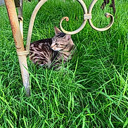 Bb Chat participe au concours pour gagner de l'argent avec cette photo : cat, grass, outdoor, metal_bench, rust, striped_cat, pet, animal, nature, greenery, relaxing, feline, bench_leg, curly_ironwork, daylight, closeup, resting, whiskers, fur, peaceful