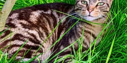 Bb Chat participe au concours pour gagner de l'argent avec cette photo : cat, tabby_cat, grass, outdoor, animal, pet, greenery, nature, feline, resting, closeup, whiskers, eyes, fur, calm, relaxed, metal_ring, pole, sunlight, daylight