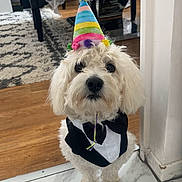 Maxi a rejoint le concours — aidez-le/la à gagner de superbes lots ! dog, party_hat, costume, tuxedo, indoor, floor, marble_floor, carpet, table, chair, pet, celebration, white_dog, small_dog, animal, home, furniture, portrait, cute, birthday