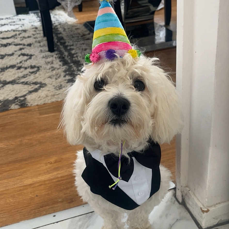 Maxi a rejoint le concours — aidez-le/la à gagner de superbes lots ! dog, party_hat, costume, tuxedo, indoor, floor, marble_floor, carpet, table, chair, pet, celebration, white_dog, small_dog, animal, home, furniture, portrait, cute, birthday