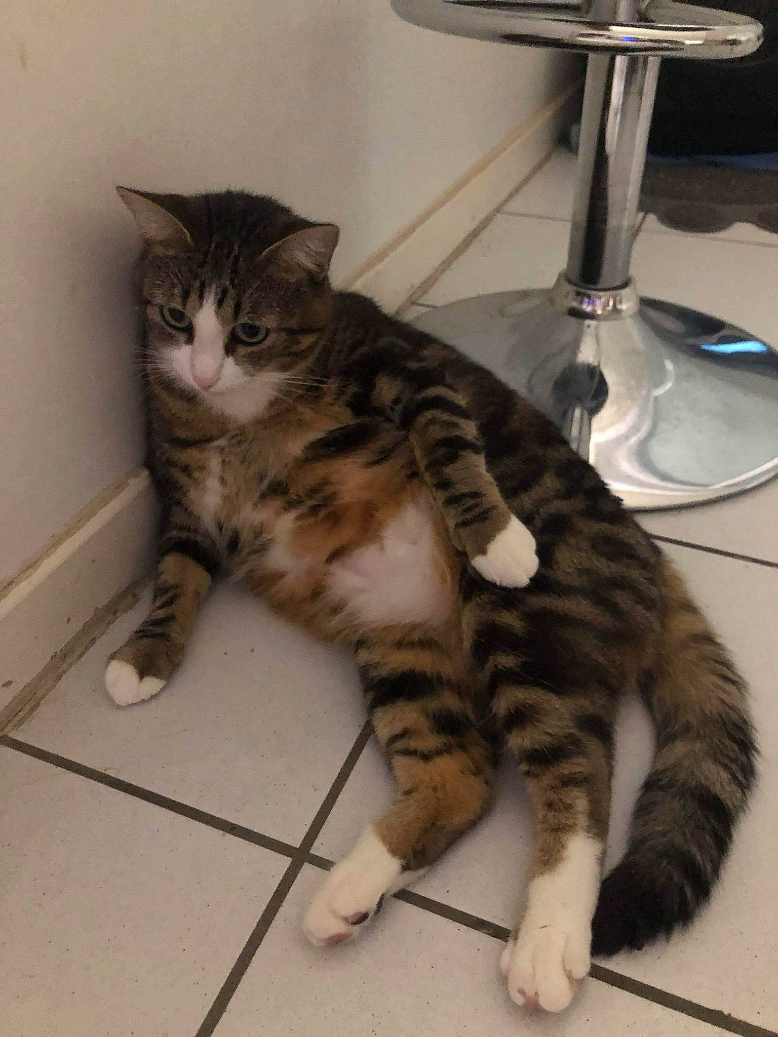 Orion a rejoint le concours — aidez-le/la à gagner de superbes lots ! carnivore, cat, claw, comfort, domestic_short_haired_cat, felidae, flooring, foot, fur, lamp, metal, paw, sitting, small_to_medium_sized_cats, tail, terrestrial_animal, whiskers