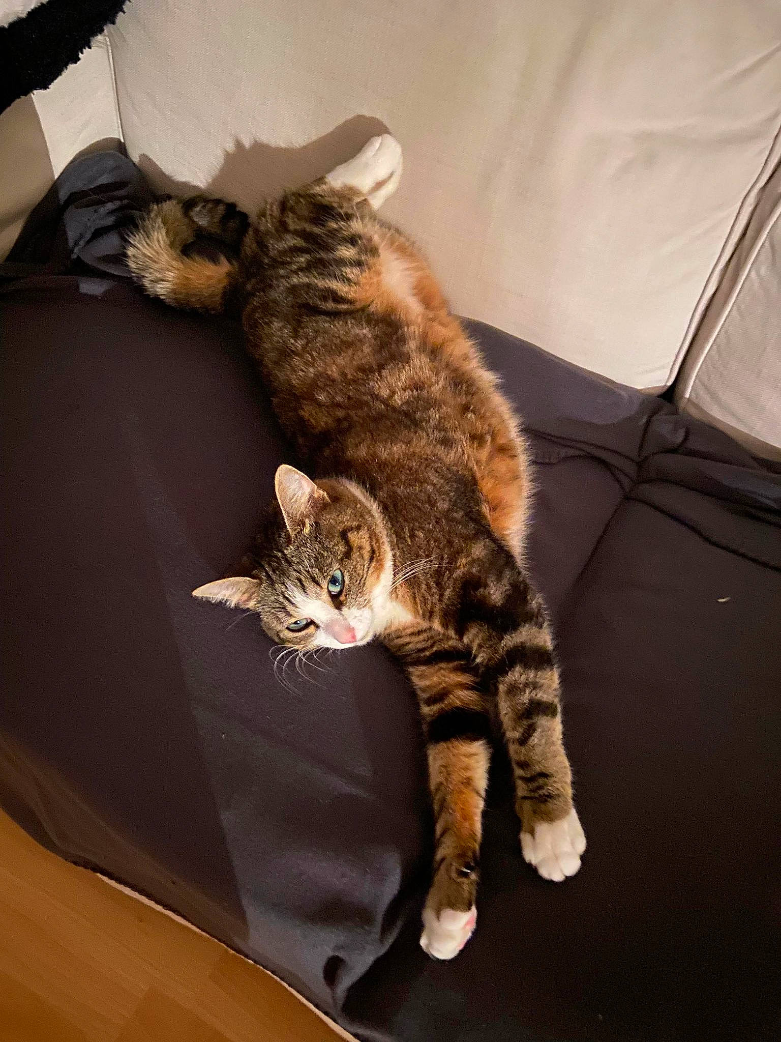 Orion a rejoint le concours — aidez-le/la à gagner de superbes lots ! carnivore, cat, claw, comfort, couch, domestic_short_haired_cat, felidae, fur, hood, human_leg, leg, paw, small_to_medium_sized_cats, snout, tail, vehicle_door, whiskers, window, windshield, wood