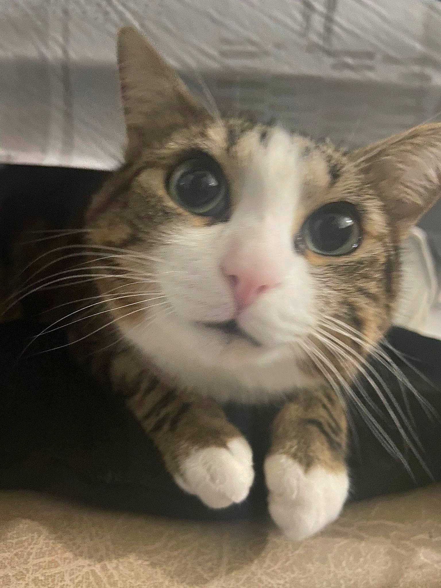 Orion a rejoint le concours — aidez-le/la à gagner de superbes lots ! carnivore, cat, claw, domestic_short_haired_cat, ear, eye, face, felidae, foot, fur, head, human_body, leg, paw, small_to_medium_sized_cats, snout, tail, whiskers, window