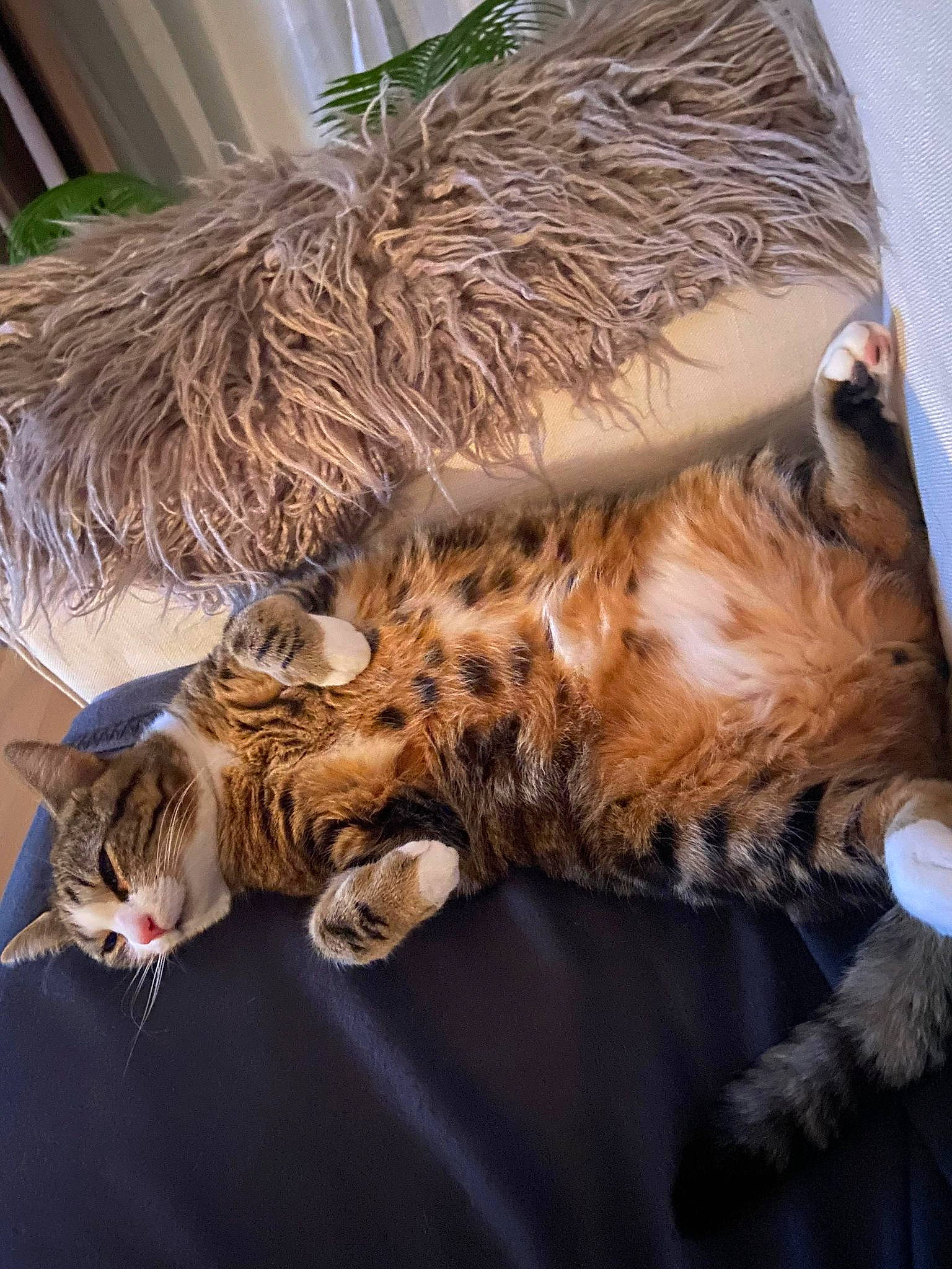 Orion a rejoint le concours — aidez-le/la à gagner de superbes lots ! bed, carnivore, cat, claw, comfort, domestic_short_haired_cat, fawn, felidae, fur, nap, paw, small_to_medium_sized_cats, tail, terrestrial_animal, whiskers, wildlife, wood