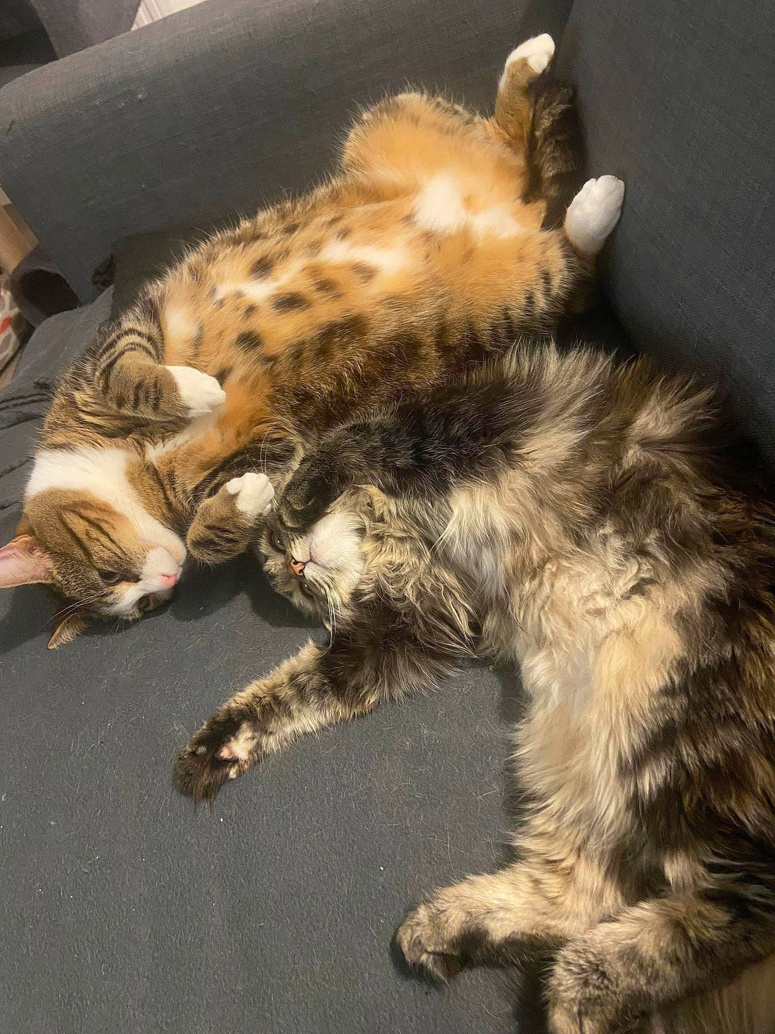 Koda a rejoint le concours — aidez-le/la à gagner de superbes lots ! canidae, carnivore, cat, claw, comfort, dog_breed, domestic_short_haired_cat, fawn, felidae, foot, fur, nap, paw, small_to_medium_sized_cats, snout, sporting_group, tail, terrestrial_animal, whiskers, wildlife