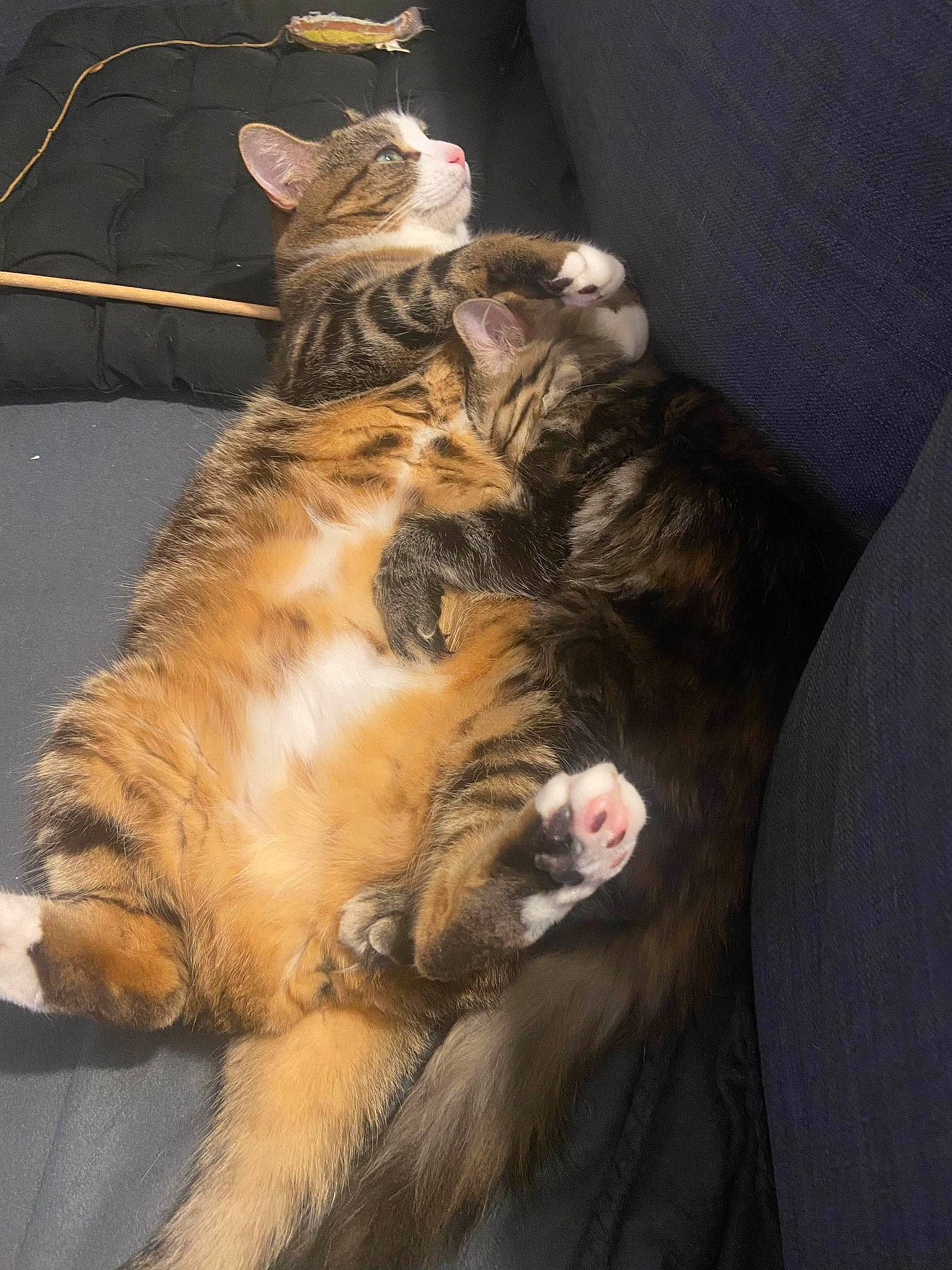 Koda a rejoint le concours — aidez-le/la à gagner de superbes lots ! carnivore, cat, claw, comfort, dog_breed, domestic_short_haired_cat, fawn, felidae, foot, fur, lap, paw, small_to_medium_sized_cats, snout, tail, terrestrial_animal, whiskers