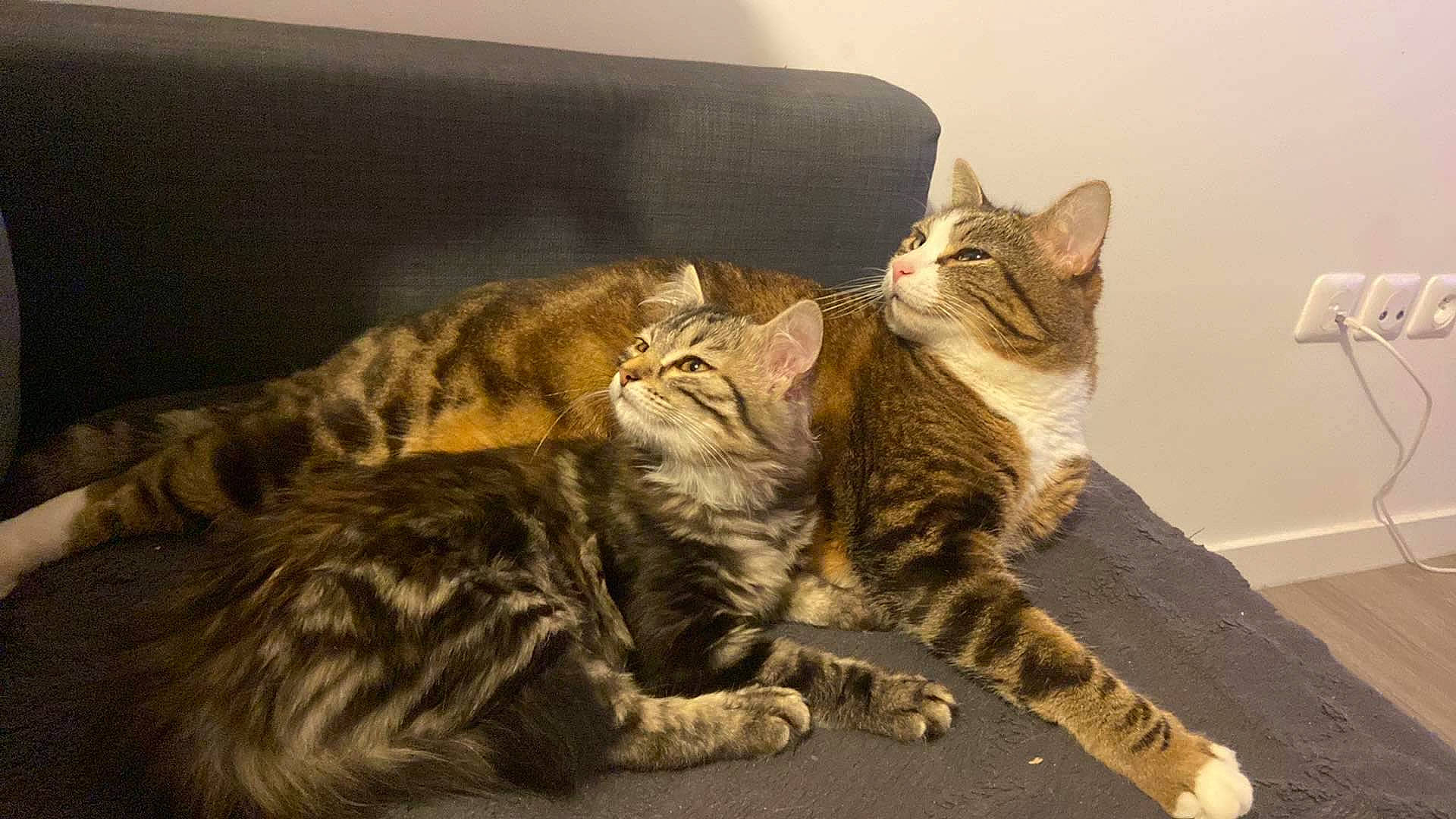 Koda participe au concours pour gagner de l'argent avec cette photo : carnivore, cat, claw, comfort, domestic_short_haired_cat, felidae, fur, paw, sitting, small_to_medium_sized_cats, snout, tail, terrestrial_animal, wall_plate, whiskers, wood