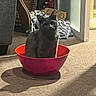 Comet joined the competition — help win amazing prizes! cat, gray_cat, bowl, red_bowl, carpet, shadow, indoor, furniture, blanket, cozy, pet, animal, curious, sitting, home, floor, domestic, cute, comfortable, relaxed
