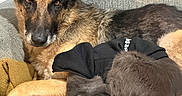 Comet joined the competition — help win amazing prizes! dog, cat, couch, gray_cat, german_shepherd, pet, indoor, furry, sleeping_cat, resting_dog, animal_companions, cozy, black_hoodie, curled_up, relaxed, friendship, domestic, furniture, animal, cute