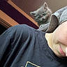 Comet is registered to the contest to win money with this photo: kitten, cat, person, shoulder, indoor, ceiling, door_frame, tshirt, gray_fur, curious, young_cat, closeup, casual, home, pet, feline, portrait, relaxed, cozy, cute