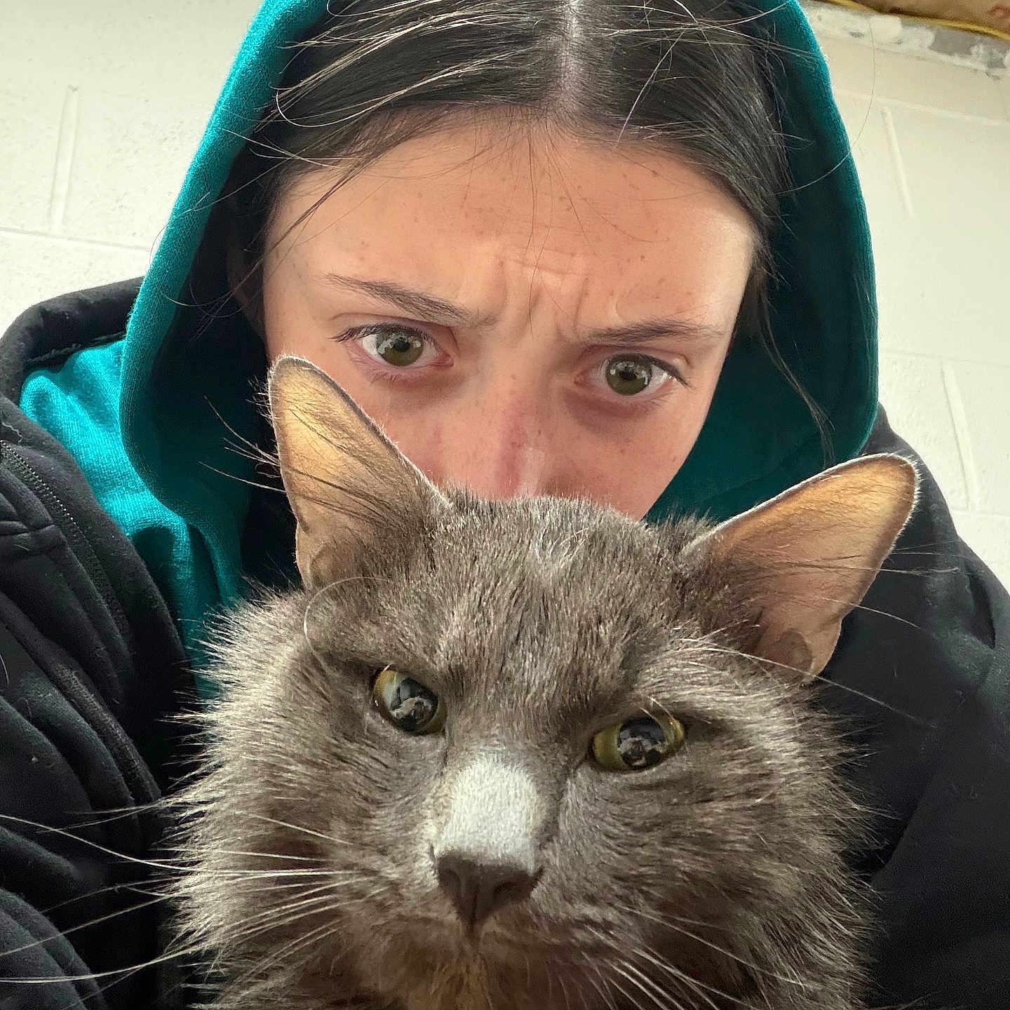 Comet is registered to the contest to win money with this photo: person, cat, face, fur, hood, indoor, closeup, portrait, animal, pet, gray_cat, feline, whiskers, curious, expression, looking_at_camera, eyes, hair, casual_clothing, background_wall