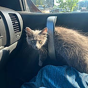 Comet is registered to the contest to win money with this photo: kitten, gray_cat, feline, car_interior, car_door, sunlight, window, blue_cloth, pet, animal, curious, whiskers, fur, vent, dashboard, side_mirror, seat, daylight, reflection, indoor