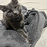 Comet joined the competition — help win amazing prizes! cat, gray_cat, pet, animal, feline, green_eyes, collar, blanket, soft_texture, indoor, resting, cute, whiskers, fur, cozy, comfort, curious, looking_at_camera, closeup, domestic_animal