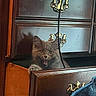 kitten, cat, drawer, wood, furniture, playful, pet, indoor, cozy, animal, cute, gray, fur, mouth_open, cable, handle, brass, shadow, home, curiosity