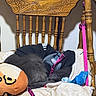Comet is registered to the contest to win money with this photo: cat, fluffy, gray, sleeping, chair, wooden, carved, blanket, harness, leash, pink, black_shirt, toy, plush_pillow, indoor, cozy, pet, resting, furniture, closeup