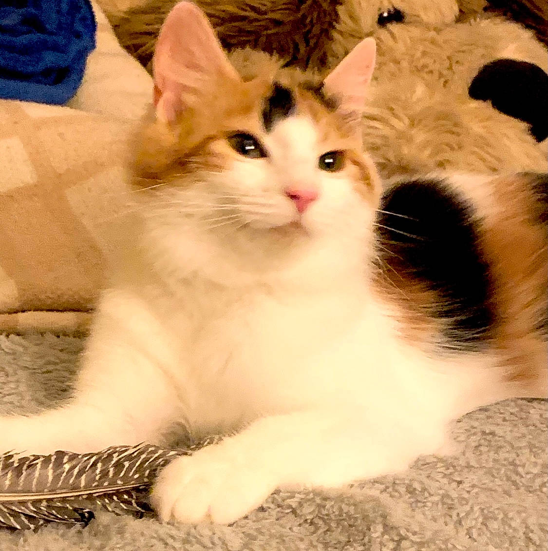 Jessie is registered to the contest to win money with this photo: carnivore, cat, claw, comfort, domestic_short_haired_cat, eye, fawn, felidae, foot, fur, paw, small_to_medium_sized_cats, snout, tail, whiskers, window