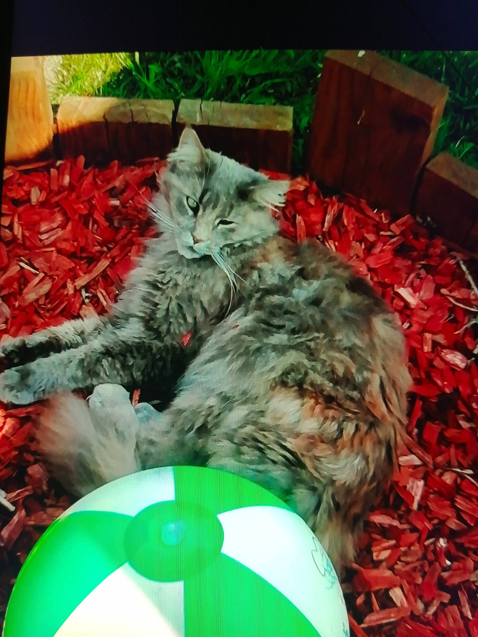 Odissey a rejoint le concours — aidez-le/la à gagner de superbes lots ! ball, carnivore, cat, domestic_short_haired_cat, event, felidae, football, fur, green, linens, pattern, personal_protective_equipment, small_to_medium_sized_cats, sports_equipment, stuffed_toy, tail, toy, whiskers