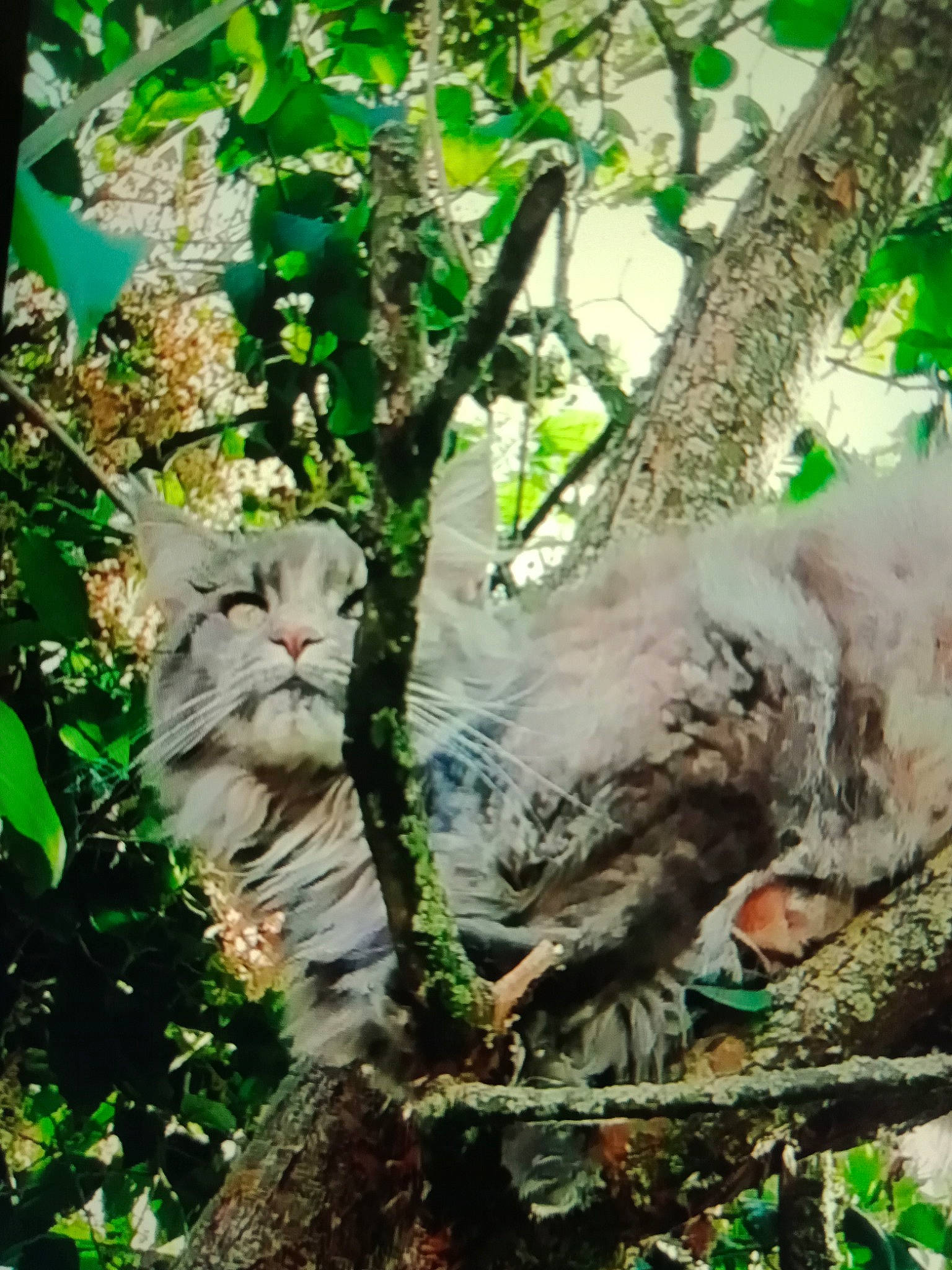 Odissey a rejoint le concours — aidez-le/la à gagner de superbes lots ! branch, carnivore, cat, fawn, felidae, fur, grass, plant, shrub, small_to_medium_sized_cats, snout, sunlight, tail, terrestrial_animal, tree, trunk, twig, whiskers, wood, woody_plant